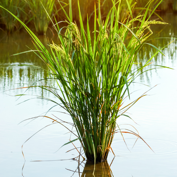 Rice Water Benefits For Your Hair